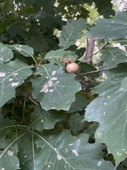 Amphibolips quercusinanis