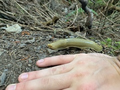 Ariolimax columbianus