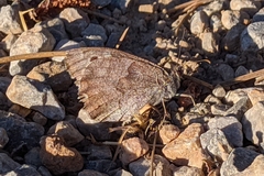 Hipparchia statilinus