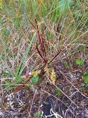 Pedicularis parviflora