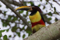 Pteroglossus castanotis