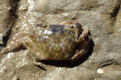 Hemigrapsus crenulatus