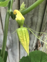 Cucurbita