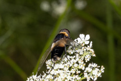 Bombyliidae