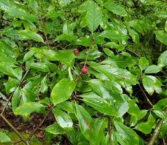Ilex mucronata