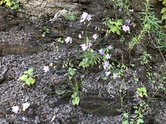 Campanula rotundifolia