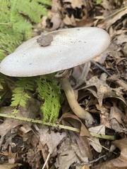 Agaricus