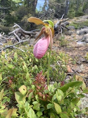 Cypripedium acaule