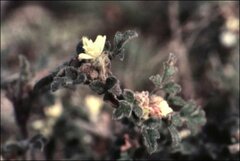 Xanthosia pilosa