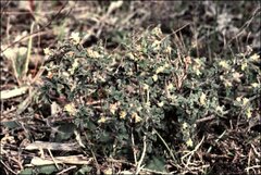 Xanthosia pilosa