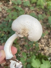 Agaricus sylvicola