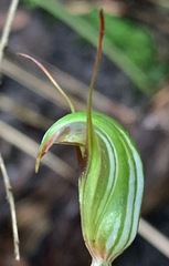 Pterostylis concinna