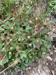 Sibbaldiopsis tridentata