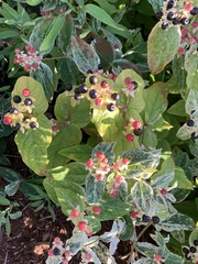 Hypericum androsaemum