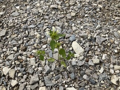 Galeopsis
