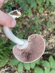 Agaricus sylvicola
