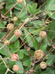 Sibbaldiopsis tridentata