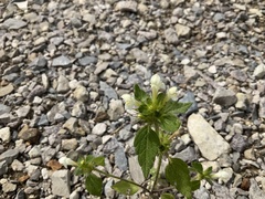 Galeopsis