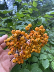 Sorbus