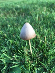 Conocybe