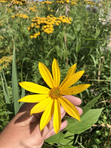 Jerusalem artichoke