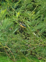 Acanthorhynchus tenuirostris