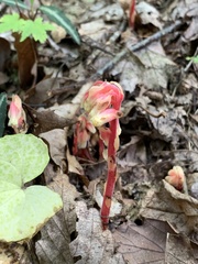 Monotropa hypopitys