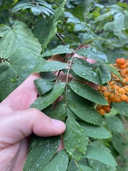 Sorbus