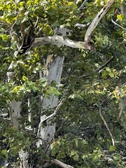 Platanus occidentalis