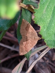 Camptogramma bilineata