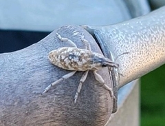 Cyphocleonus achates