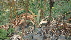 Asphodelus