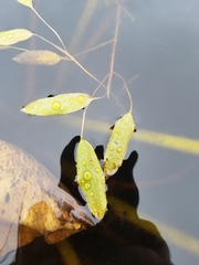 Potamogeton