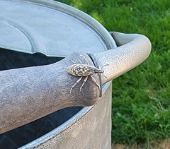 Cyphocleonus achates