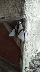 Turuptiana