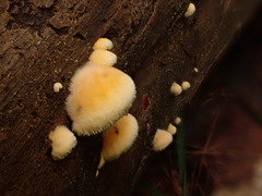 Phyllotopsis nidulans