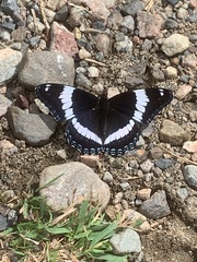 Limenitis arthemis arthemis