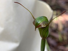 Pterostylis concinna