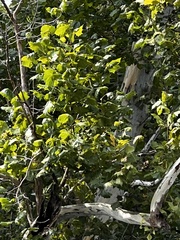 Platanus occidentalis