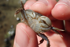 Hemigrapsus crenulatus