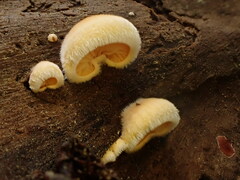 Phyllotopsis nidulans