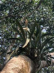 Bromeliaceae