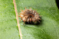 Polygonia interrogationis