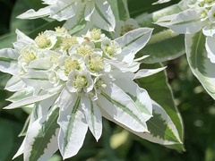 Euphorbia marginata