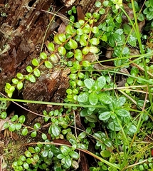 Gaultheria hispidula