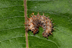 Polygonia interrogationis