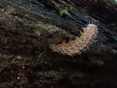 Acronicta afflicta