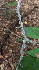 Grylloprociphilus imbricator