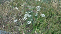 Daucus