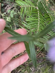 Erigeron philadelphicus